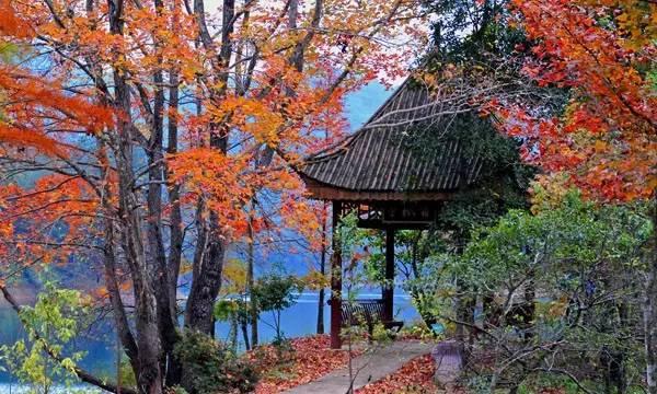 新浪竞彩足球天天盈球直播手机版——移动时代的足球盛宴